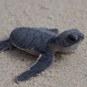 Meet your Posher, Adriana